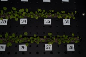 Arabidopsis seedlings grow in Plant Habitat-03, an investigation aboard the International Space Station that assesses if gene adaptations in one generation of plants grown in space can transfer to another.