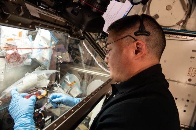 Expedition 67 Flight Engineer and NASA astronaut Kjell Lindgren processes samples inside the Life Science Glovebox for the Immunosenescence space biology study. The experiment takes place inside the International Space Station's Kibo laboratory module and explores the immunological aging of cells in weightlessness possibly informing therapies for immune system conditions humans may experience living on and off Earth.