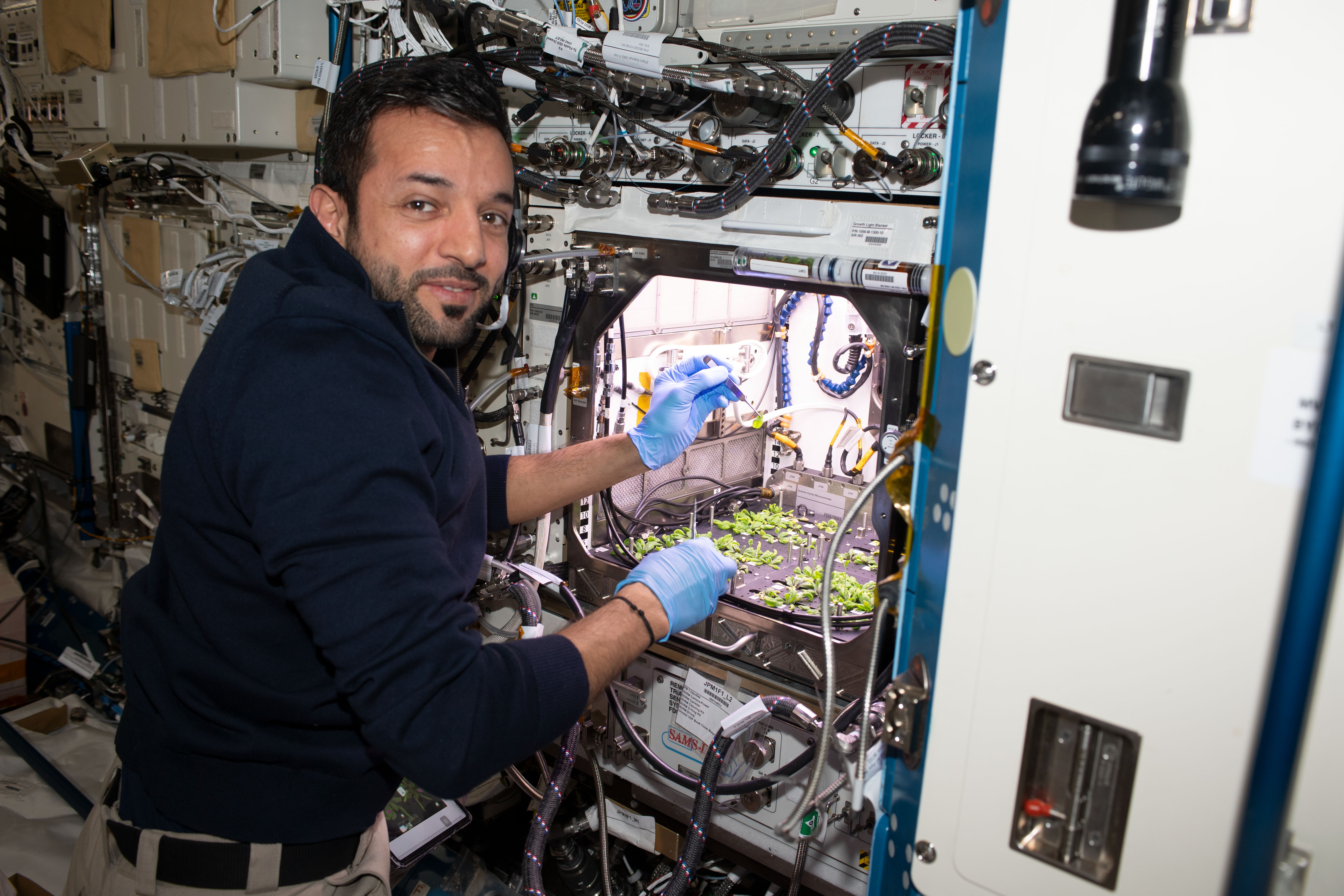 UAE (United Arab Emirates) astronaut and Expedition 69 Flight Engineer Sultan Alneyadi works in the Kibo laboratory module harvesting leaves from thale cress plants that are similar to cabbage and mustard. The Plant Habitat-03 space botany experiment is informing researchers how to grow food and sustain crews on future space missions.