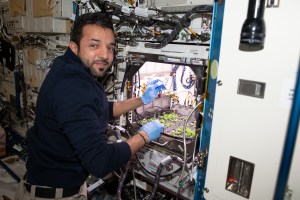 UAE (United Arab Emirates) astronaut and Expedition 69 Flight Engineer Sultan Alneyadi works in the Kibo laboratory module harvesting leaves from thale cress plants that are similar to cabbage and mustard. The Plant Habitat-03 space botany experiment is informing researchers how to grow food and sustain crews on future space missions.
