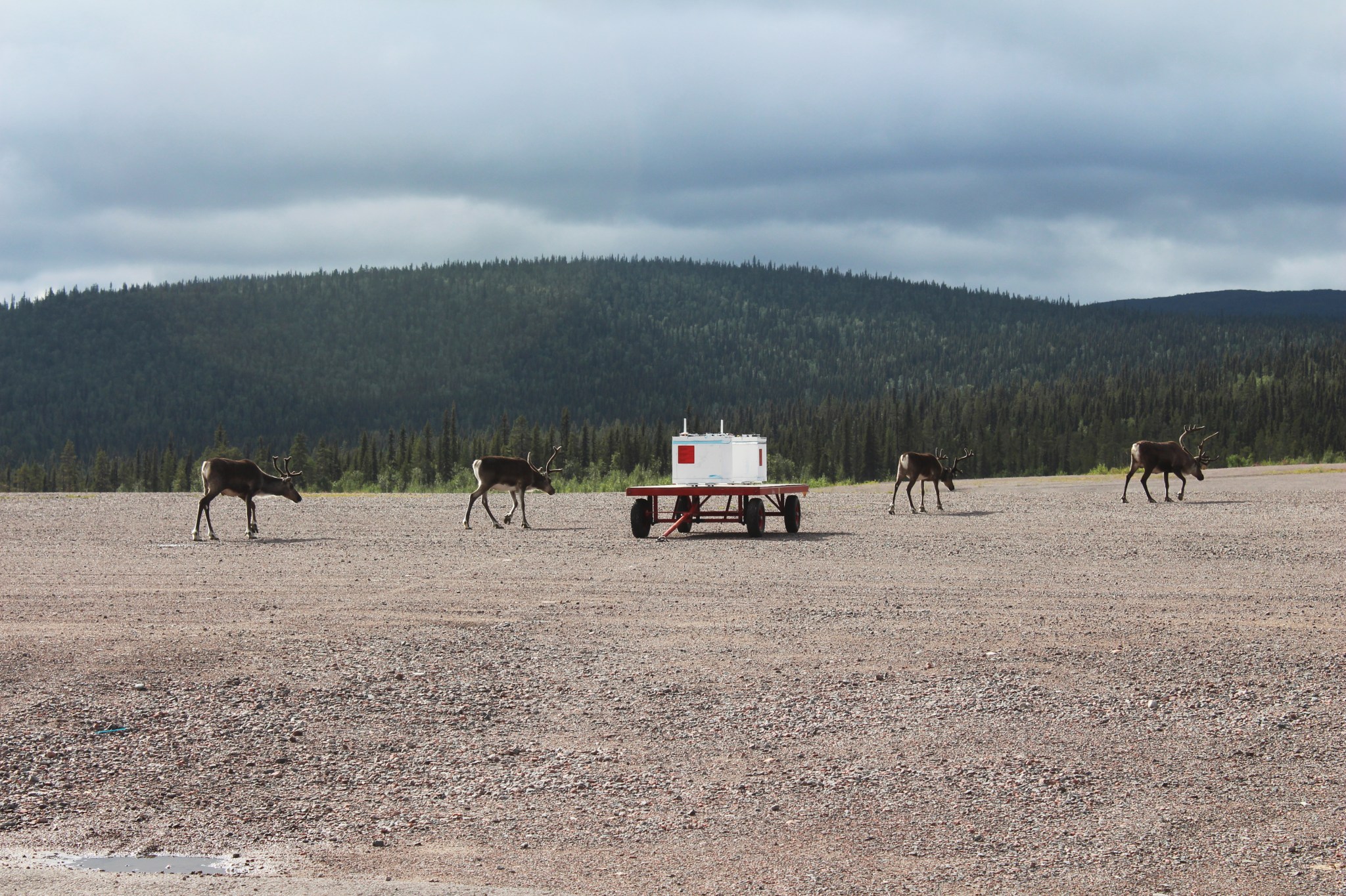 Four reindeer walk past the BARREL payload. Two are on the left of the payload and two are on the right. The payload looks like a large white box with red square patches on two sides, resting atop a platform with four wheels. The ground is brown with small rocks, and in the background, a forest of green trees spreads over hills in the distance. The sky is overcast.