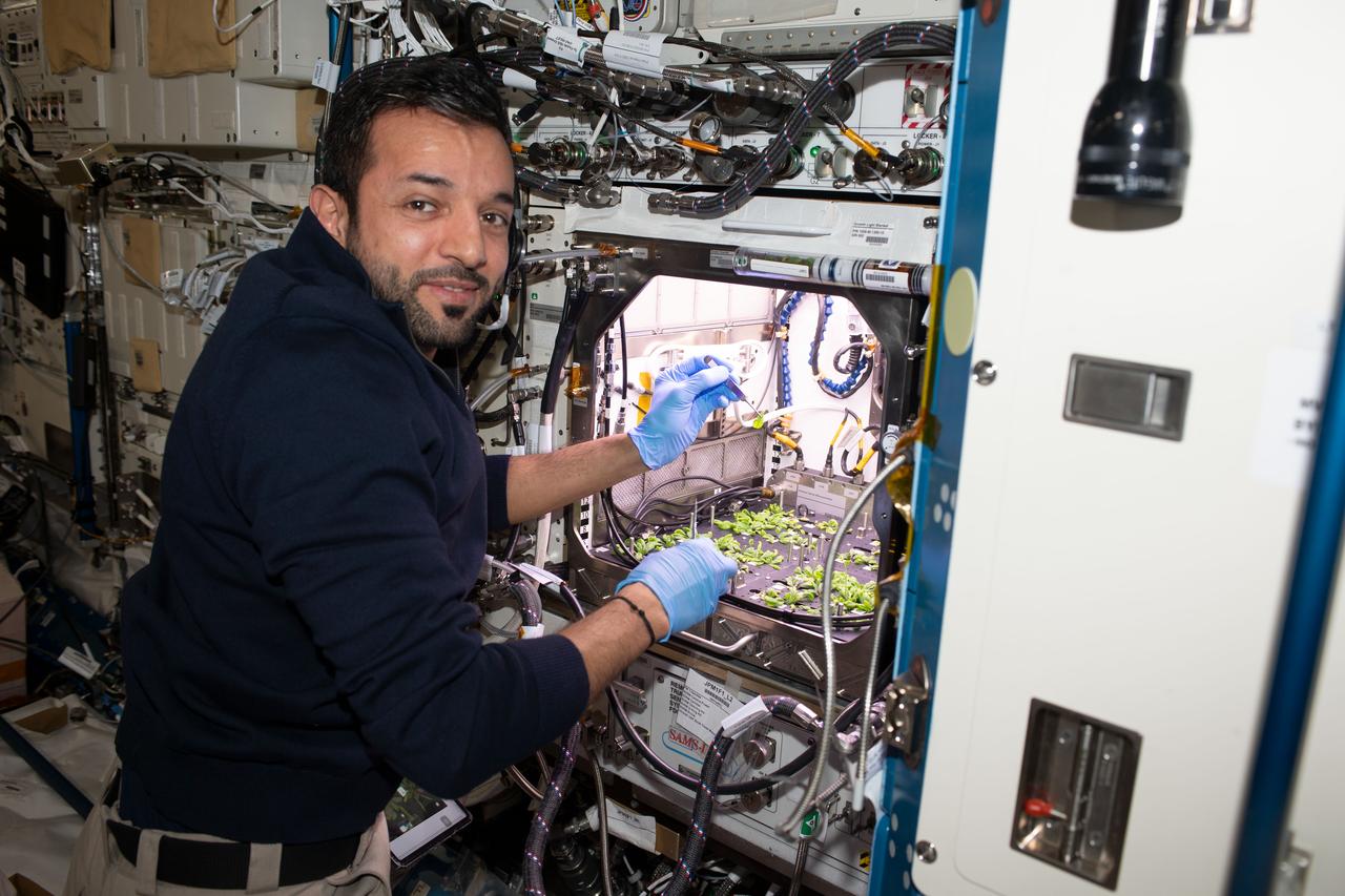 El astronauta de los Emiratos Árabes Unidos Sultan Alneyadi viste un suéter azul marino mientras trabaja en el módulo del laboratorio Kibo cosechando hojas de Arabidopsis thaliana, una planta similar al repollo y la mostaza. Alneyadi mira a la cámara con las manos todavía ocupadas en el experimento de botánica espacial Hábitat de Plantas 03.