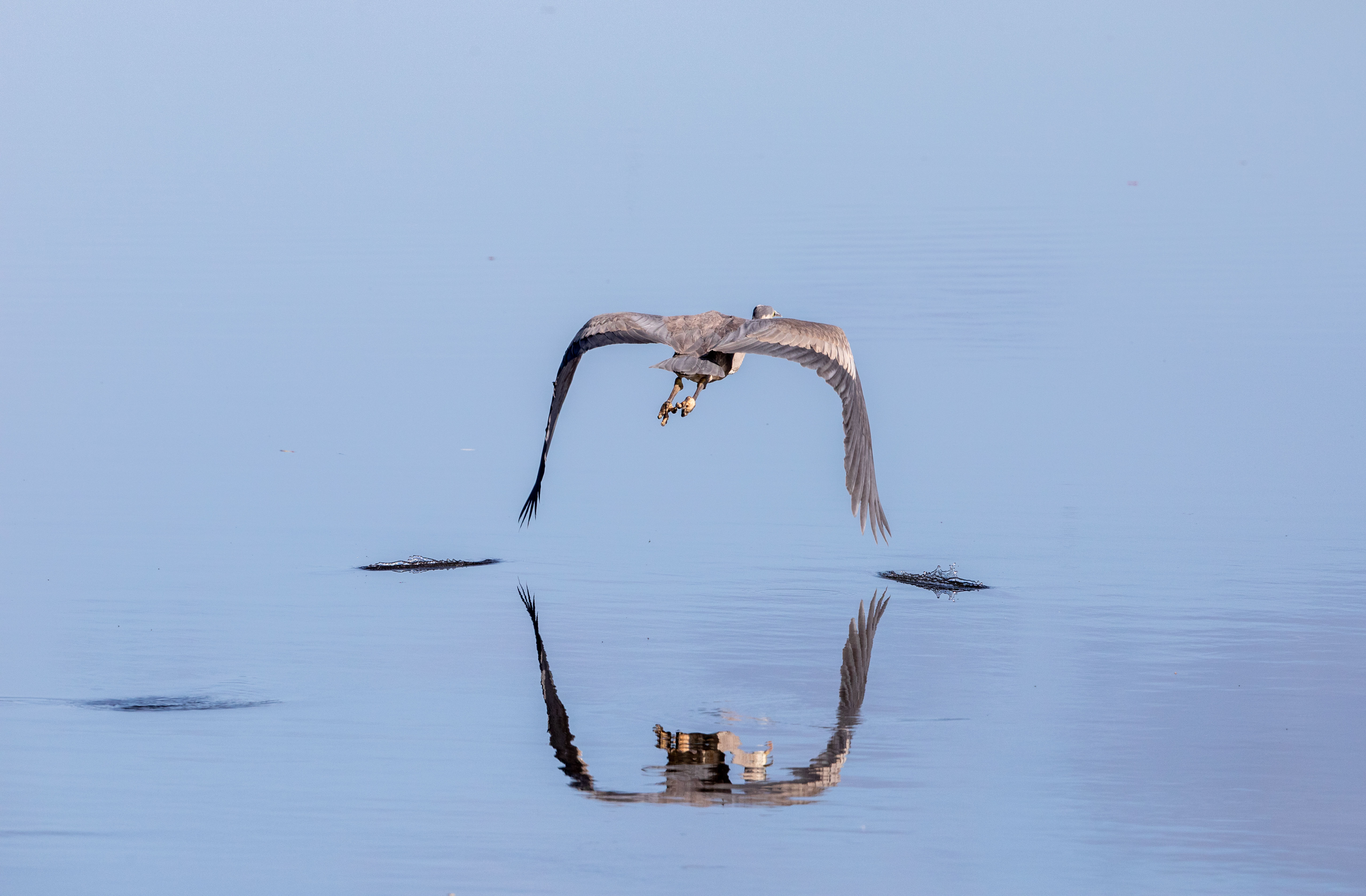 A large gray bird flaps its wings just above a body of water, disrupting the water's surface. There is a reflection of the bird in the water.
