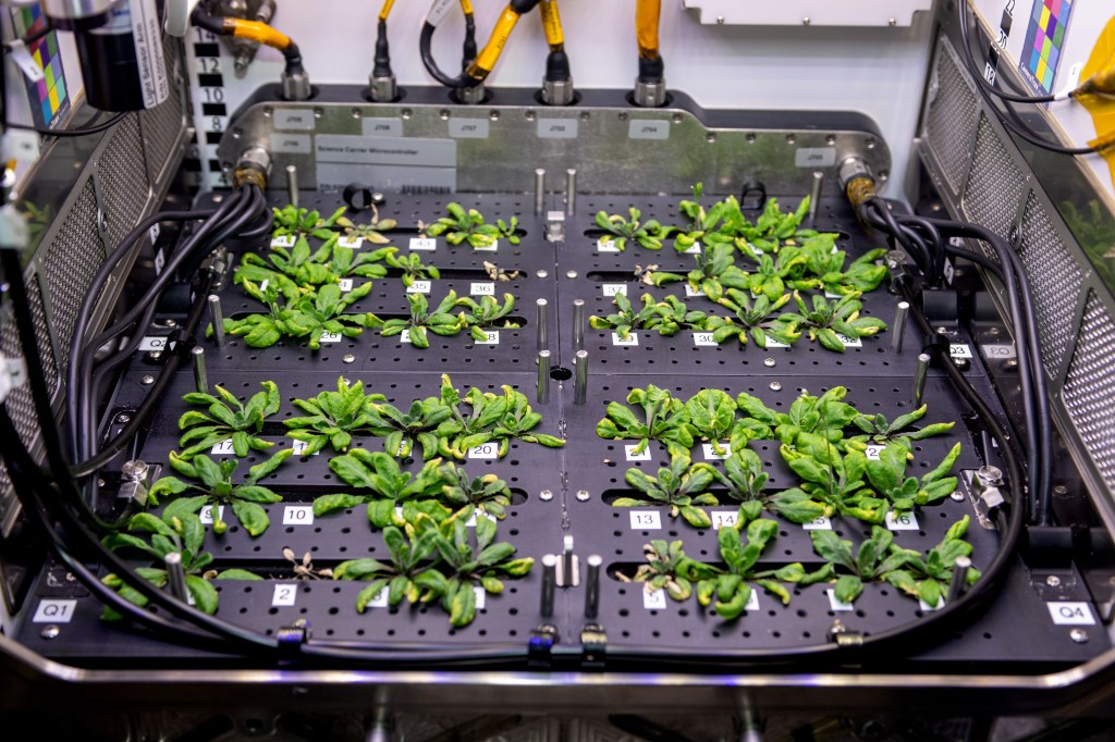 Thale cress plants, similar to cabbage and mustard, are pictured growing for the Plant Habitat-03 space botany experiment helping researchers learn how to grow food and sustain crews on future space missions.