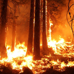 Wildfire blazes through wooded area.