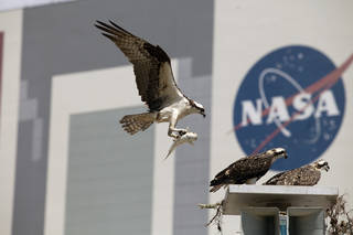 Osprey (Pandion haliaetus) bringing fish back to a nest site at Kennedy Space Center in Florida.