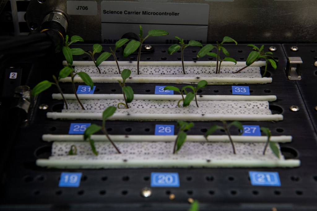 Three rows of white fabric-like medium hold small seedlings with green leaves. Each plant is numbered on a blue tile in front of it.