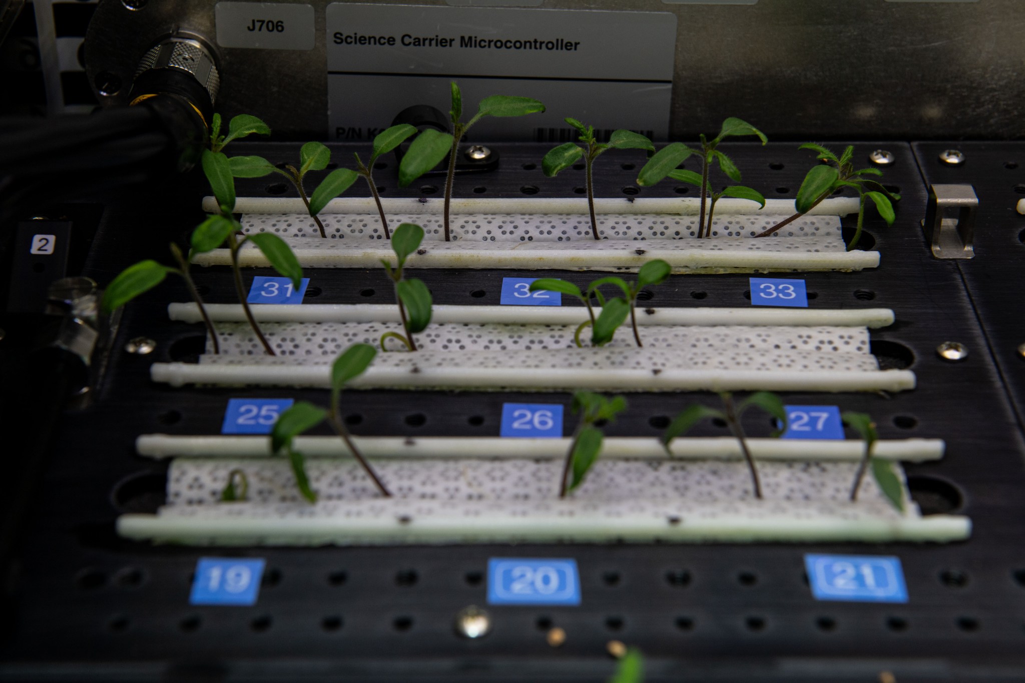 iss070e064263 (Jan. 12, 2024) -- Inside the Plant Habitat-06 facility, the early stages of seedling growth of wild-type tomatoes is visible. This specific investigation takes a look at the physiological and genetic responses to defense activation in wild-type and immune-deficient tomatoes during spaceflight.