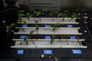 Three rows of white fabric-like medium hold small seedlings with green leaves. Each plant is numbered on a blue tile in front of it.