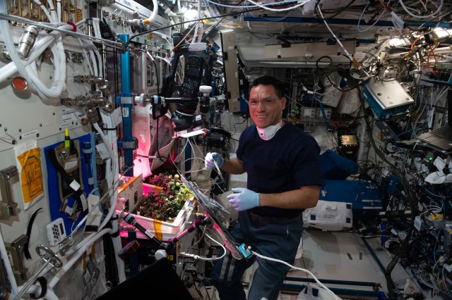iss068e017257 (Oct. 14, 2022) --- NASA astronaut and Expedition 68 Flight Engineer Frank Rubio checks tomato plants growing inside the International Space Station for the XROOTS space botany study. The tomatoes were grown without soil using hydroponic and aeroponic nourishing techniques to demonstrate space agricultural methods to sustain crews on long term space flights farther away from Earth where resupply missions become impossible. Credit: Koichi Wakata/Japan Aerospace Exploration Agency