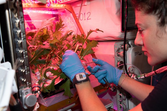 美国宇航局宇航员杰西卡·梅尔（Jessica Meir）在国际空间站（International Space Station）上为VEG-04B太空农业研究切下了水杉芥末绿叶。植物学研究正在帮助科学家学习如何为执行长期任务的宇航员提供新鲜食物。探险61号机组人员还品尝了这些树叶，以便食用，并将剩余的树叶存放在科学冷冻柜中进行科学分析。