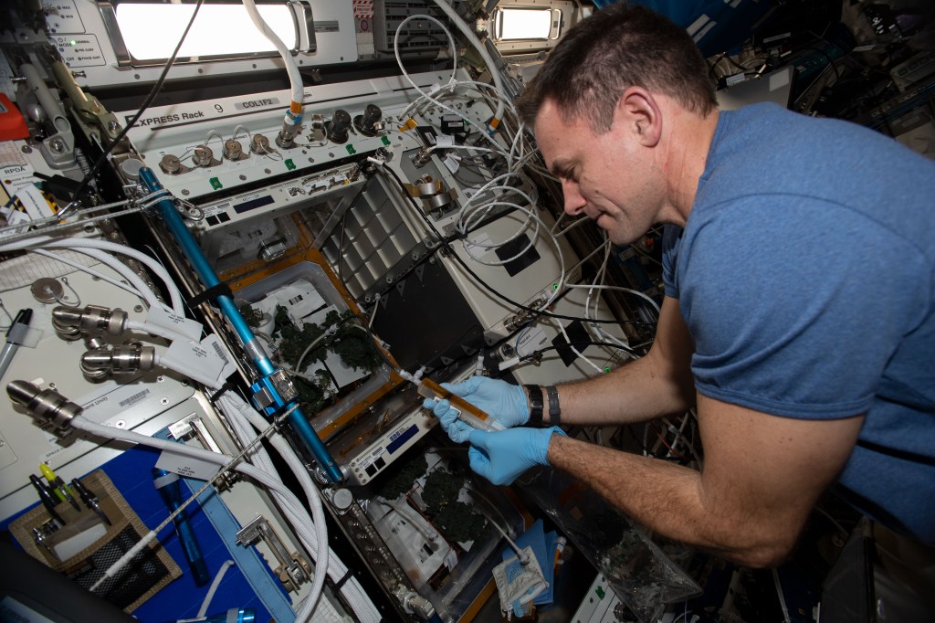 iss068e045014 (Feb. 1, 2023) --- NASA astronaut and Expedition 68 Flight Engineer Josh Cassada uses a watering syringe to water tomato plants growing inside the EXPRESS rack's Veggie space botany facility located inside the Columbus laboratory module aboard the International Space Station.