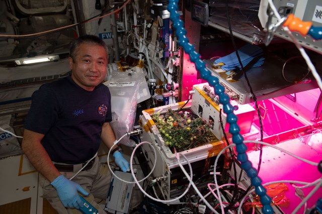 iss068e017824 (Oct. 21, 2022) --- Astronaut and Expedition 68 Flight Engineer Koichi Wakata of the Japan Aerospace Exploration Agency (JAXA) checks tomato plants growing inside the International Space Station for the XROOTS space botany study. The tomatoes were grown without soil using hydroponic and aeroponic nourishing techniques to demonstrate space agricultural methods to sustain crews on long term space flights farther away from Earth where resupply missions become impossible. Credit: Nicole Mann/NASA