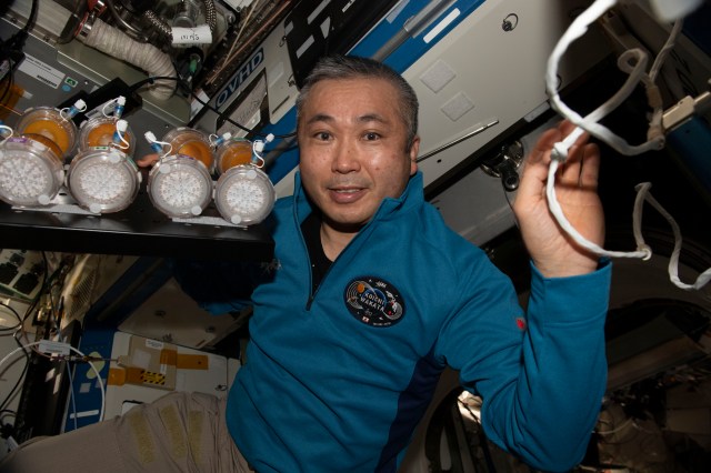 iss068e043110 (Jan. 28, 2023) --- Expedition 68 Flight Engineer Koichi Wakata of the Japan Aerospace Exploration Agency (JAXA) displays incubated nutrient packets removed from the Space Automated Bioproducts Laboratory (SABL). The packets contain generically activated microbes, like yeast, that are hydrated with sterilized water, incubated inside the SABL, then frozen and returned to Earth for analysis. The BioNutrients experiment is demonstrating a technology that enables on-demand production of human nutrients during long-duration space missions.