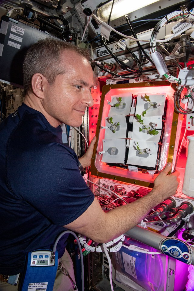 Canadian Space Agency astronaut David Saint-Jacques checks plants being grown for the Veg-04A space botany experiment taking place inside the International Space Station's Columbus laboratory module from the European Space Agency. The study focuses on the impact of light quality and fertilizer on leafy crop growth for a 28-day grow-out, microbial food safety, nutritional value, taste acceptability by the crew, and the overall behavioral health benefits of having plants and fresh food in space.