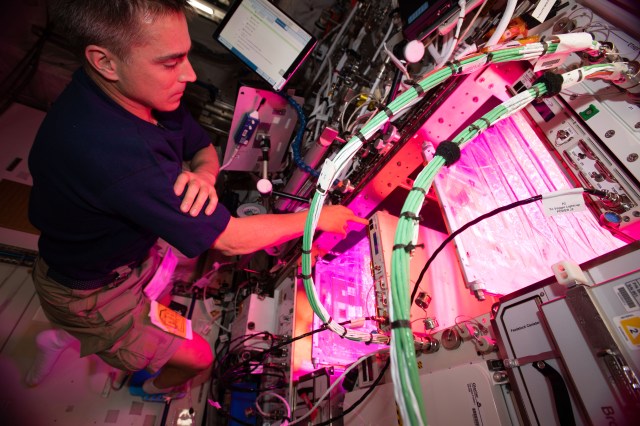 NASA astronaut and Expedition 63 Commander Chris Cassidy cleans botany research hardware after growing lettuce and mizuna greens inside the Columbus laboratory module. The Veggie PONDS (passive orbital nutrient delivery system) research facility seeks to demonstrate growing vegetables in space to support future crews on long-term missions.