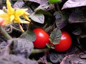 Fresh tomatoes are pictured growing inside the CHAPEA habitat. Credit: NASA