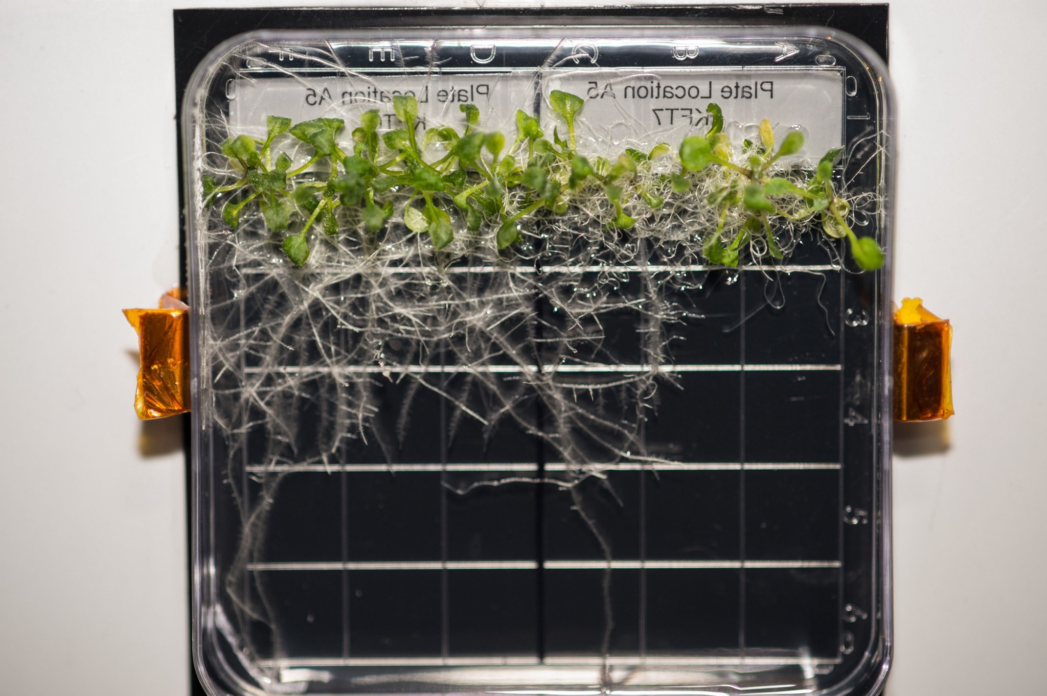 APEX-03 plates containing Arabidopsis thaliana plants. Credits: NASA Alt text: Plants with green leaves amid a tangle of white roots are visible inside a clear plastic box with an orange clip on each side. White labels can be seen through the box.