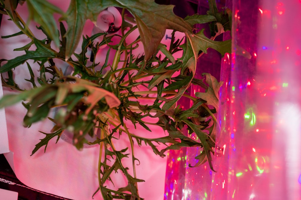 Mizuna mustard greens are growing aboard the International Space Station to demonstrate the feasibility of space agriculture to provide fresh food for crews on deep space missions. The plants are grown under red-to-blue lighting and watered in pillows rather than soil in a specialized botany facility called VEGGIE. Crops are grown, harvested and consumed by astronauts with some samples stowed in science freezers for later analysis as part of the VEG-04 study.