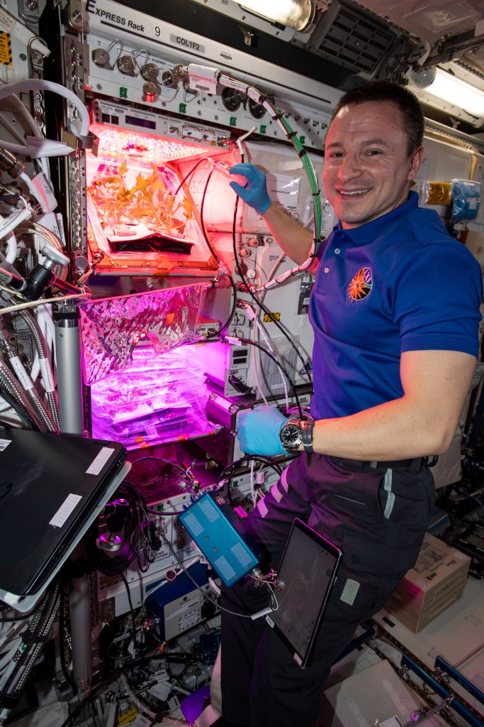 This past week NASA astronaut Andrew Morgan watered the plant pillows in which Mizuna mustard greens are growing for the Veg-04B experiment. Veg-04B focuses on the effects of light quality and fertilizer on the leafy Mizuna crop, microbial food safety, nutritional value and the taste acceptability by the crew. The space botany research is also informing NASA how to provide fresh food for crews on long-term space missions.