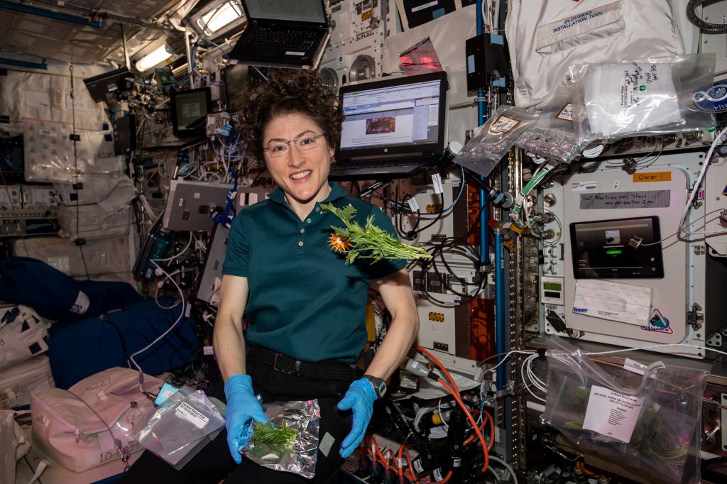 NASA astronaut Christina Koch collects and packs Mizuna mustard greens grown and harvested inside the International Space Station's Veggie botany facility located in the Columbus laboratory module.. A portion of the leaves were consumed by the crew for a taste test while the rest were stowed in a science freezer for analysis on Earth.
