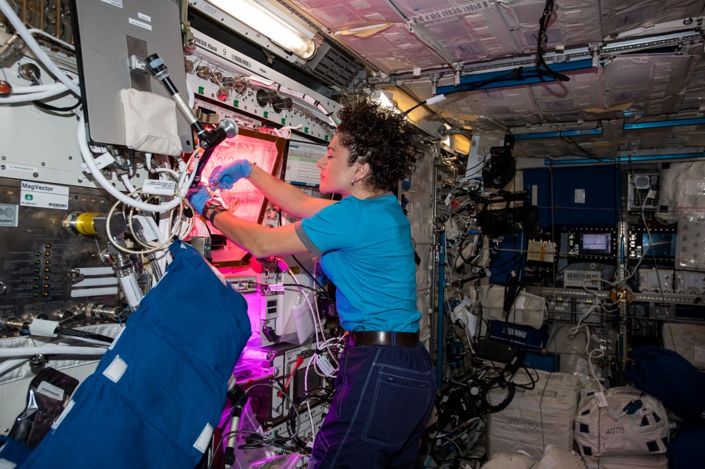 NASA astronaut Jessica Meir trims leaves and harvests a crop of Mizuna mustard greens grown inside the International Space Station's Veggie botany facility located in the Columbus laboratory module.