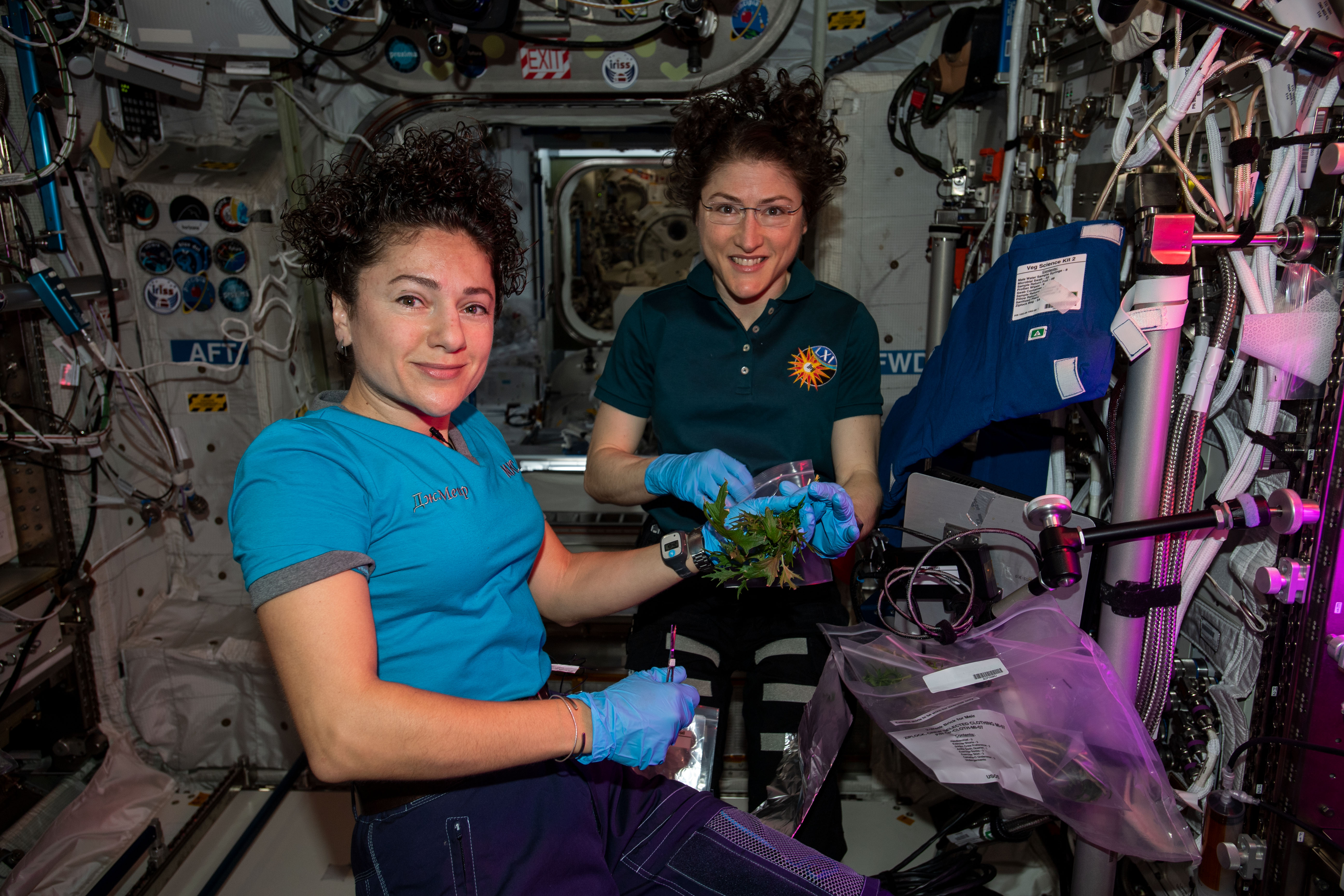NASA astronauts (from left) Jessica Meir and Christina Koch harvest a crop of Mizuna mustard greens grown inside the International Space Station's Veggie botany facility located in the Columbus laboratory module.