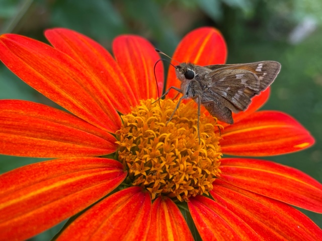 A close-up photo of a reddish-orange flower with a brown butterfly perched on its fuzzy golden center.