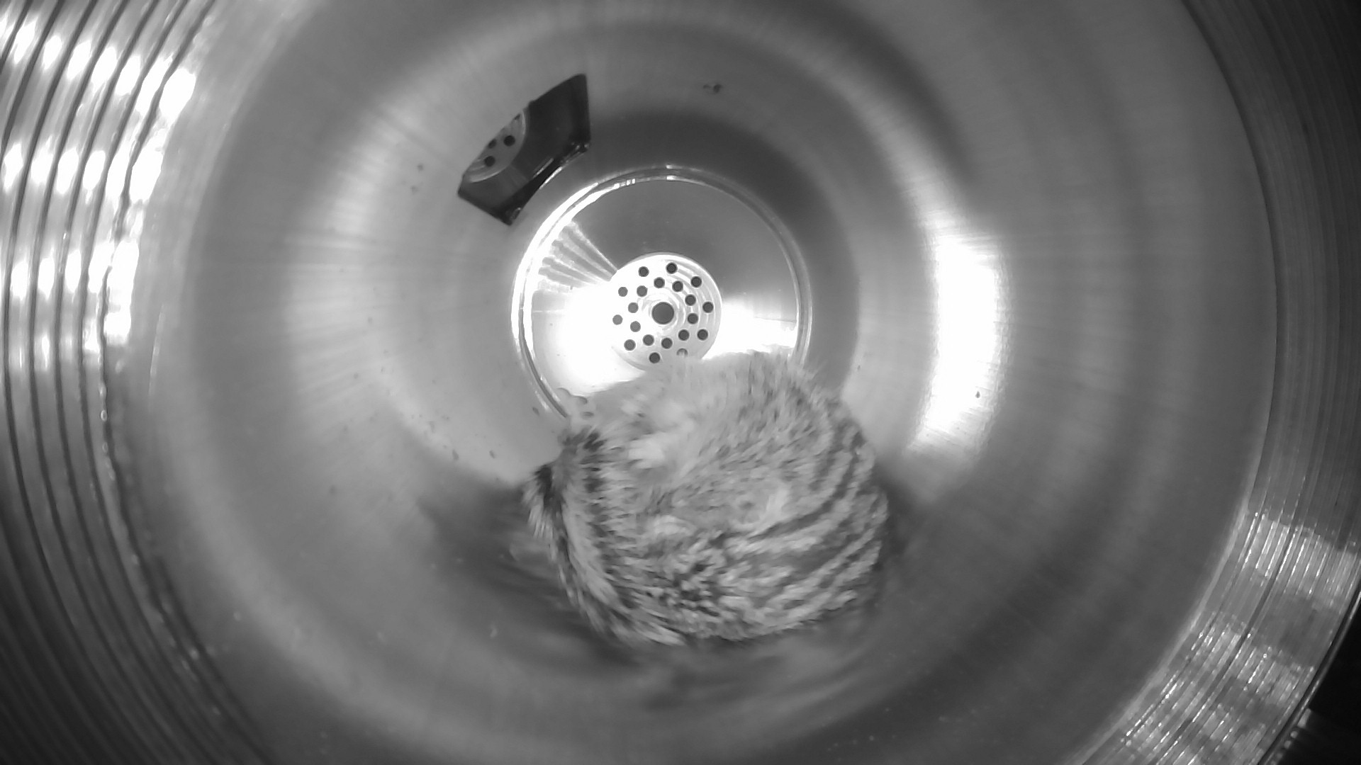 Squirrel sleeping in a hibernation chamber.
