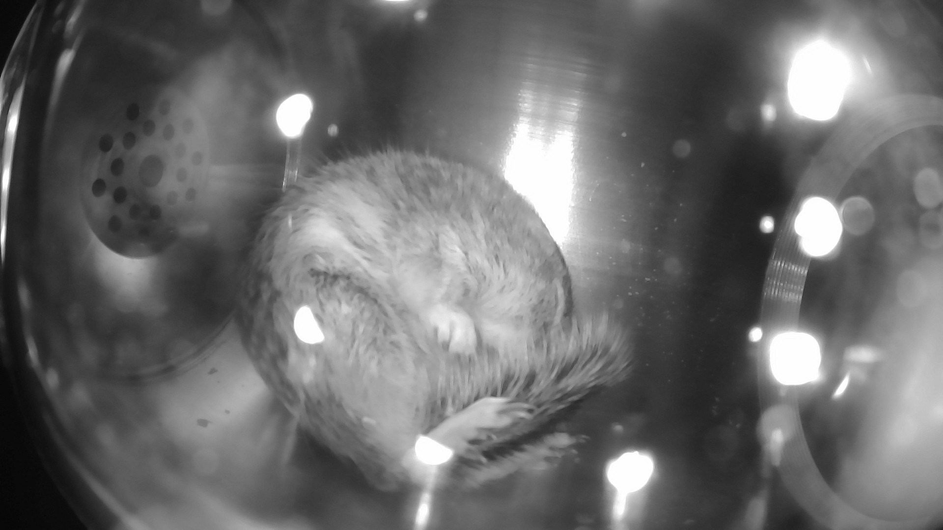 Squirrel sleeping inside the hibernating chamber.