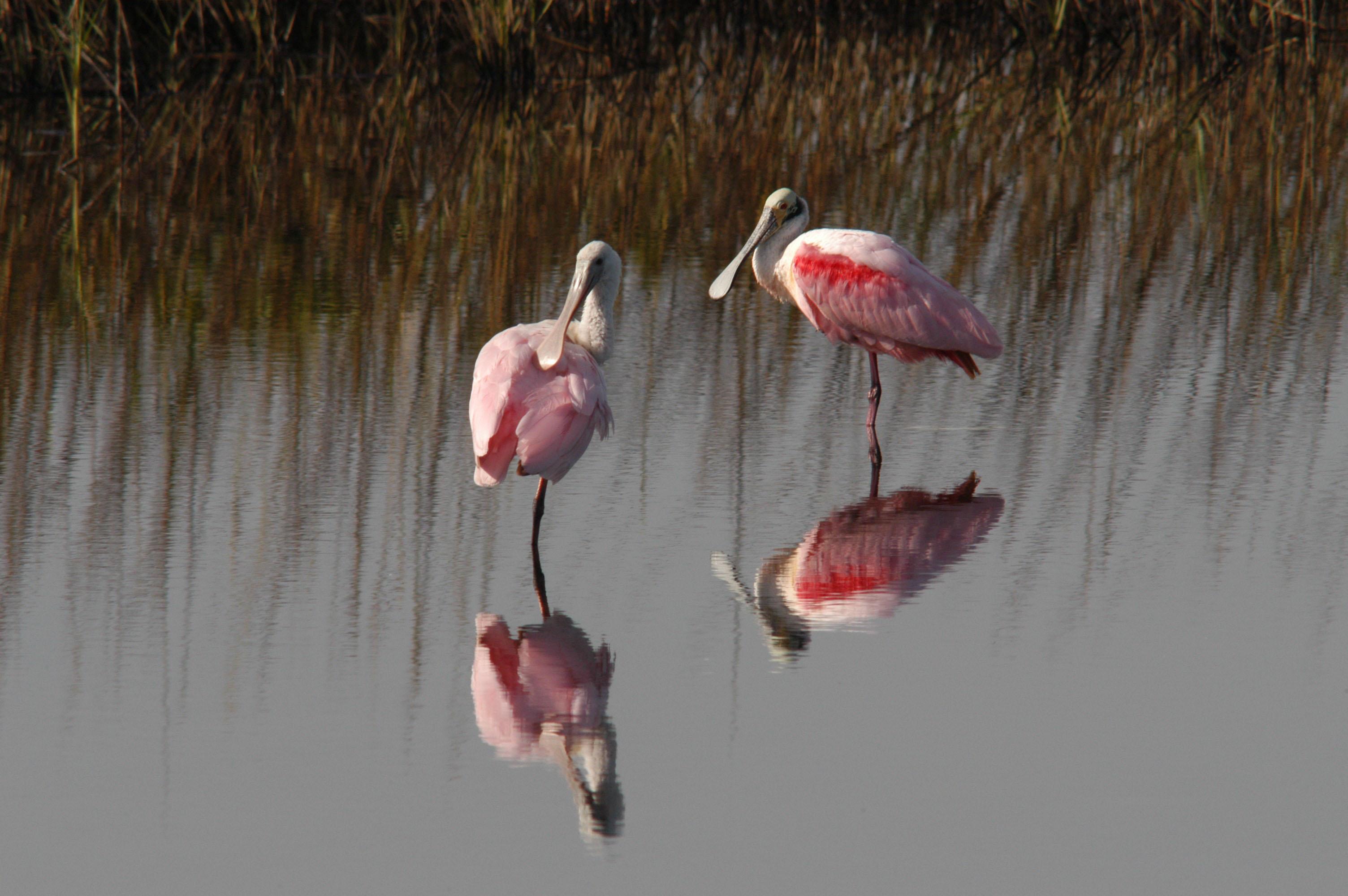 Two roseate spoonbills stand at the edge of a pond. The birds are pink, with distinctive long, spoon-shaped bills and thin legs. The male (right) has a bright slash of red coloring above its wing. The water is gray and bordered by reed-like plants.