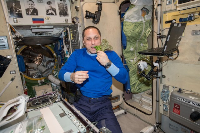 Expedition 55 Commander Anton Shkaplerov eats a piece of lettuce harvested as part of the ongoing space crop study VEG-03. The botany experiment uses the Veggie plant growth facility to cultivate a type of cabbage, lettuce and mizuna which are harvested on-orbit with some samples consumed by astronauts and others returned to Earth for testing.