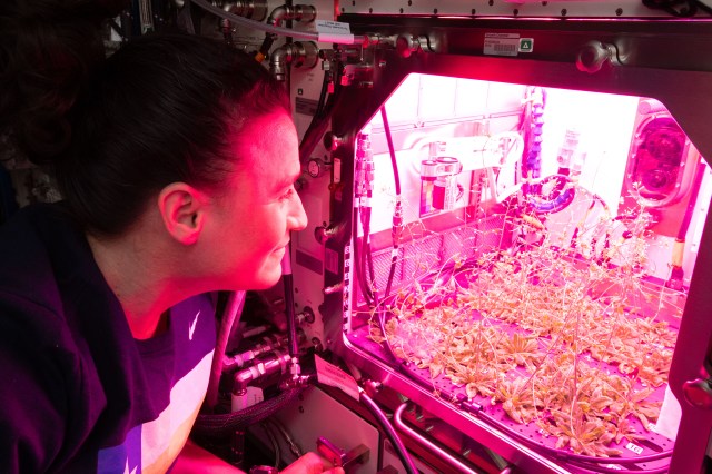 Flight Engineer Serena Auñón-Chancellor checks on plants being grown for botany research aboard the International Space Station. NASA is exploring ways to keep astronauts self-sufficient as humans learn to live longer and farther out into space and beyond low-Earth orbit.