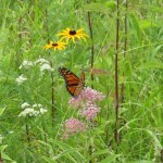 A monarch butterlfy in a wild flower meadow.