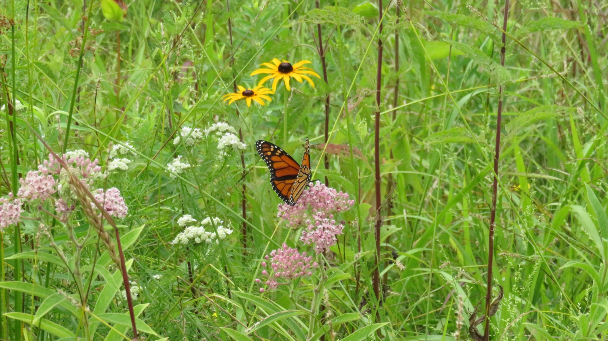 A monarch butterlfy in a wild flower meadow.