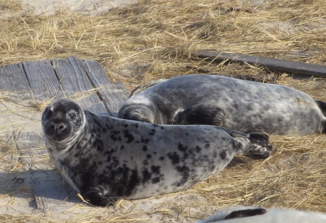 Two seals, grey with black speckles, lay beside each other on hay and sand.
