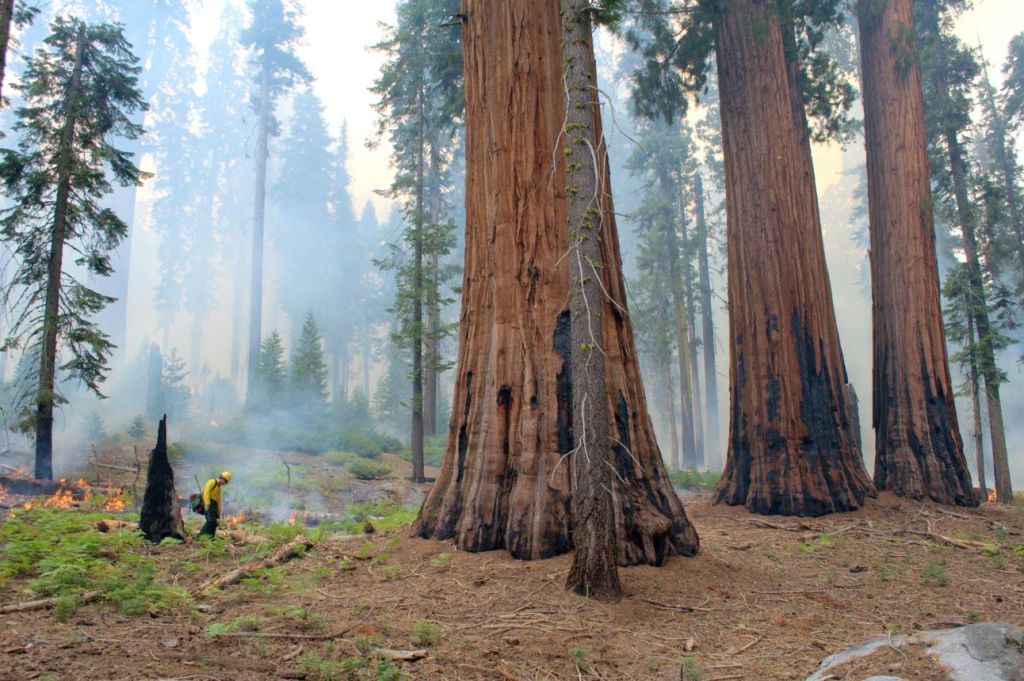 A wildland firefighter in a yellow longsleeve, green pants, and a yellow hardhat uses a metal can to drip fire in a forest. In front of him are three ginormous trees that stretch out of the frame, while gray smoke drifts in the background.