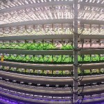 IntraVision Group is using NASA plant-growth research to take vertical farming to new heights. Twenty- and 30-foot towers of hydroponic trays include customized LED lighting, nutrients, water filtration, airflow, and C02 levels to meet crop needs.