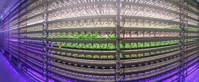 IntraVision Group is using NASA plant-growth research to take vertical farming to new heights. Twenty- and 30-foot towers of hydroponic trays include customized LED lighting, nutrients, water filtration, airflow, and C02 levels to meet crop needs.