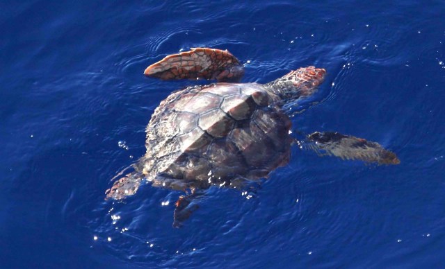 A large turtle swimming through blue ocean.