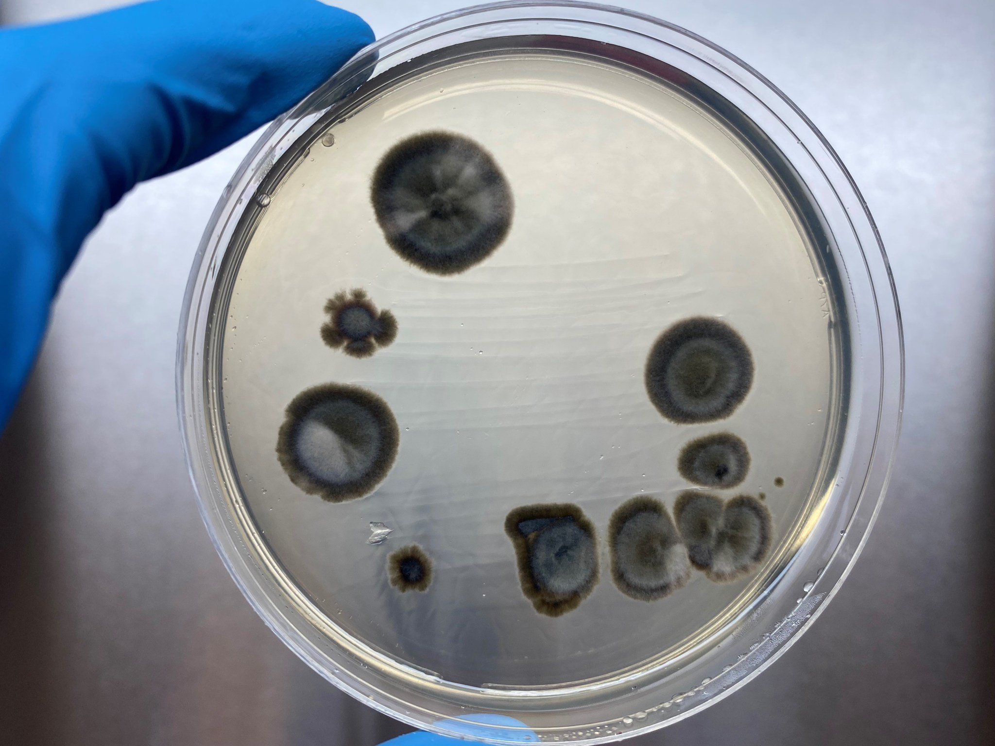 A Petri dish held by a gloved hand hosts several black circular spots of varying sizes and one flower shaped spot.