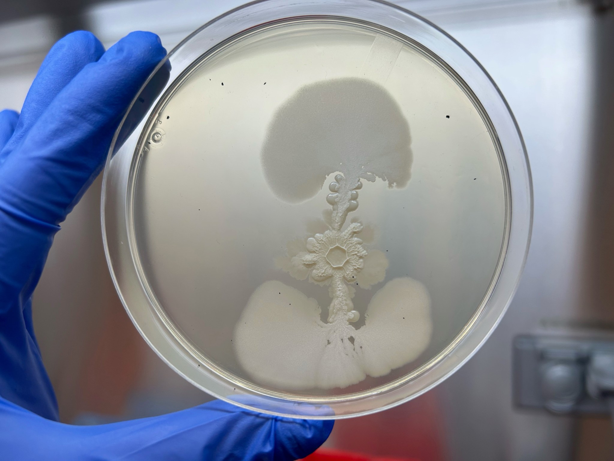 A gloved hand holds a Petri dish that appears to have a white specimen. It appears to look like a skull, spine, and hip bones in the photo that are all white.