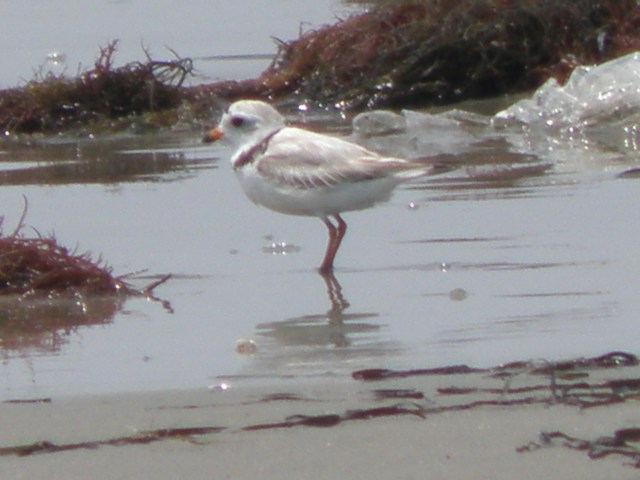 A small, white bird with a bright orange beak stands in a small amount of water along a coast line.
