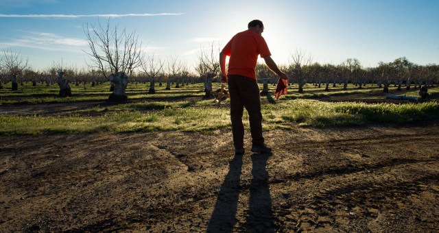 An engineering geologist measures water depth at an agricultural well in a field north of Sacramento, California.