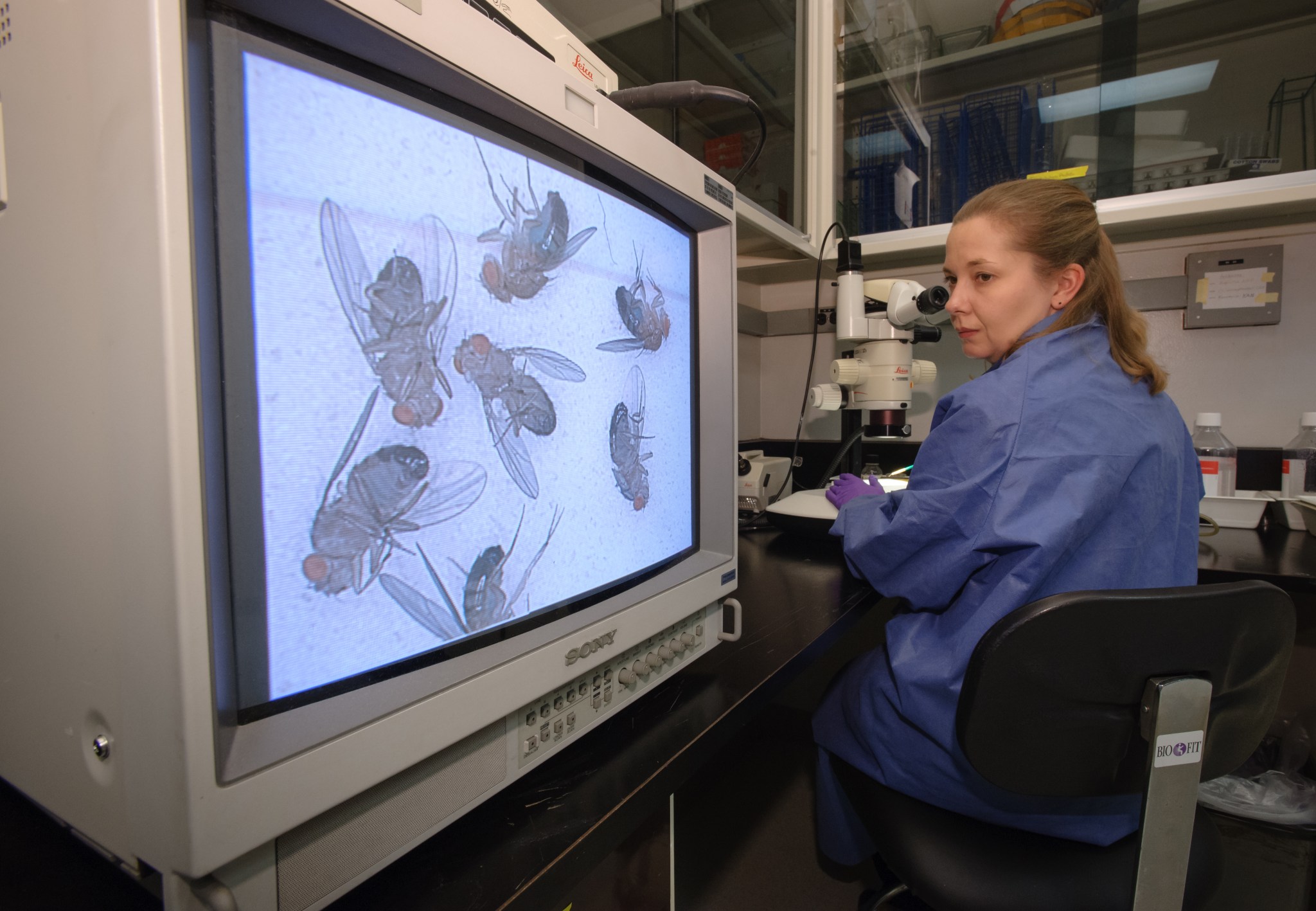 Dr. Amy Gresser counts fruit flies