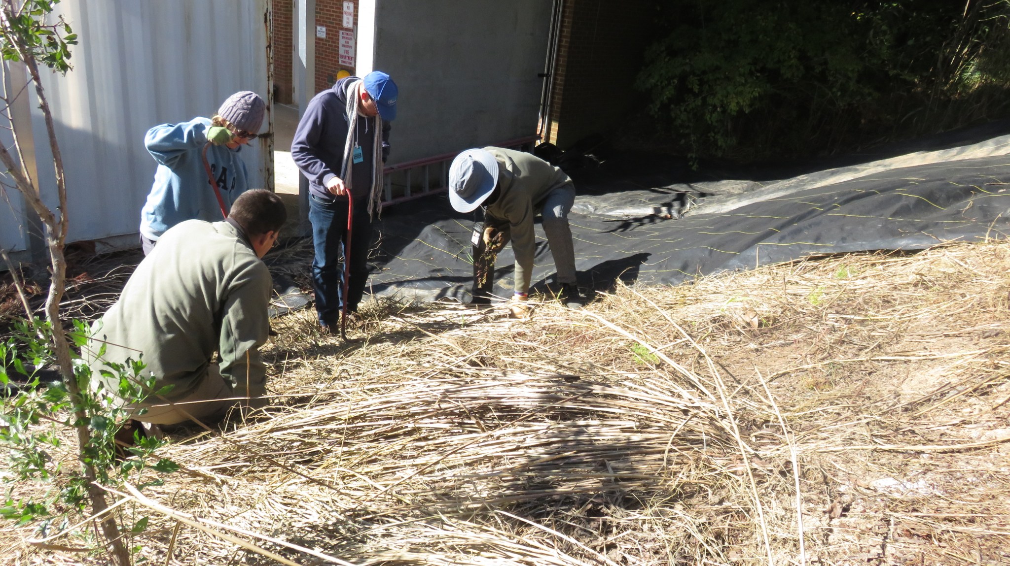 Four people planting native flowers on a slope in the meadow.
