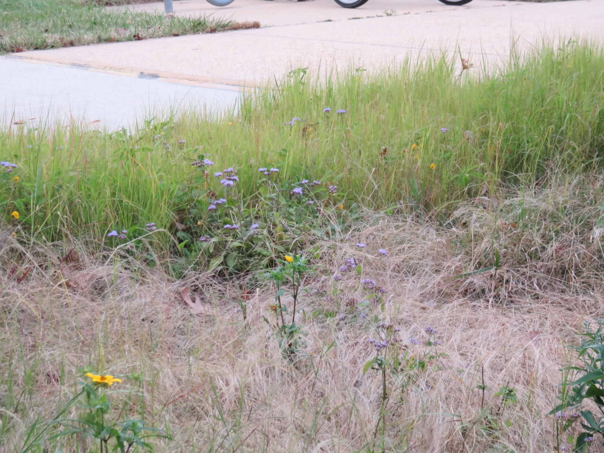 The meadow with plants beginning to die back and go dormant for the winter.