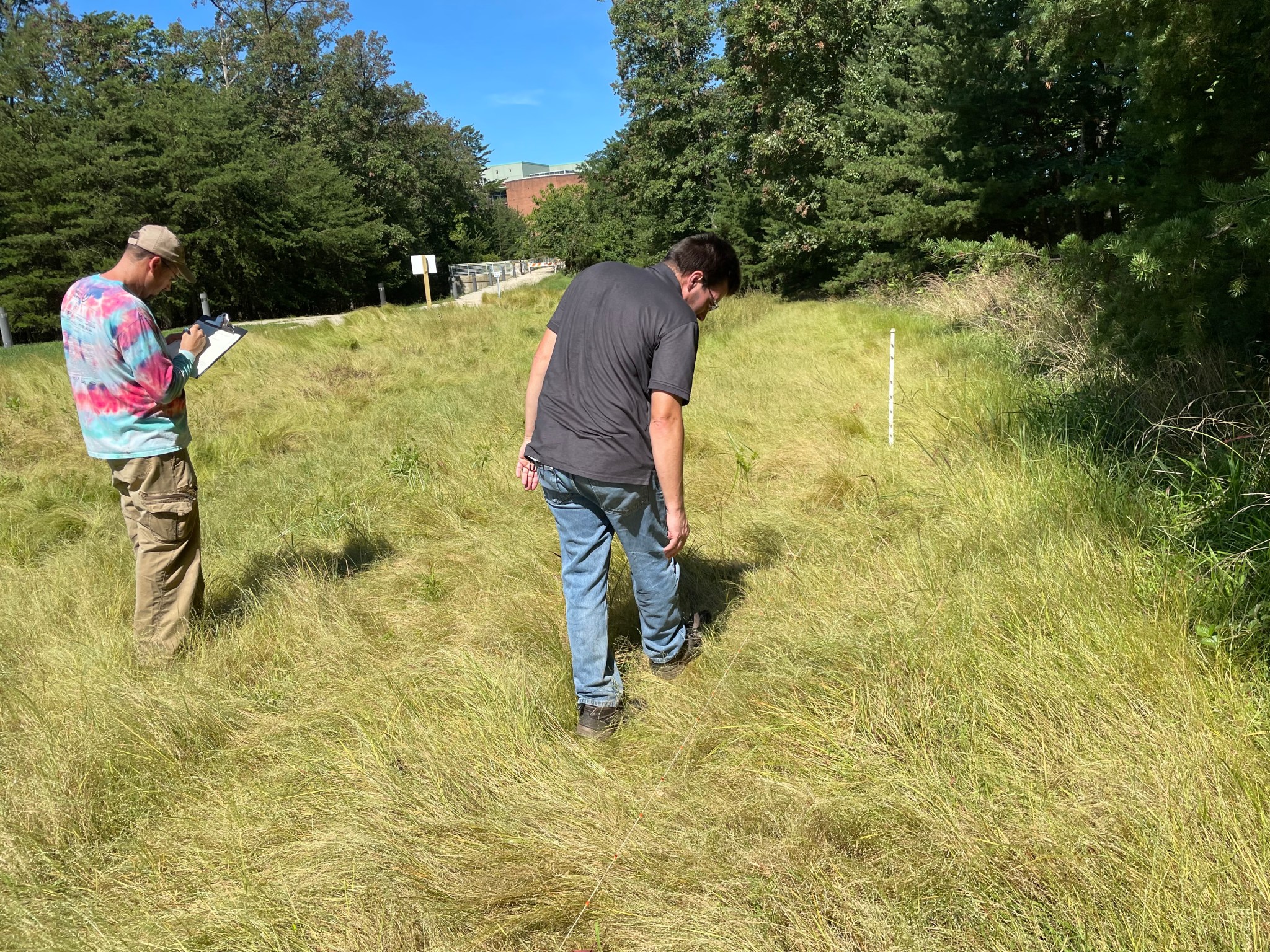 Two people walking along a transect to perform a plant survey