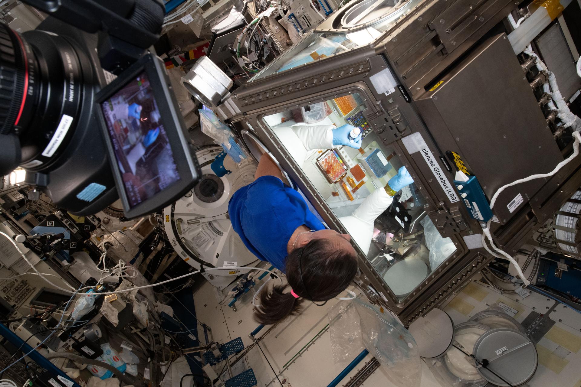 NASA astronaut Megan McArthur services donor cells inside the Kibo laboratory module’s Life Science Glovebox for the Celestial Immunity study.