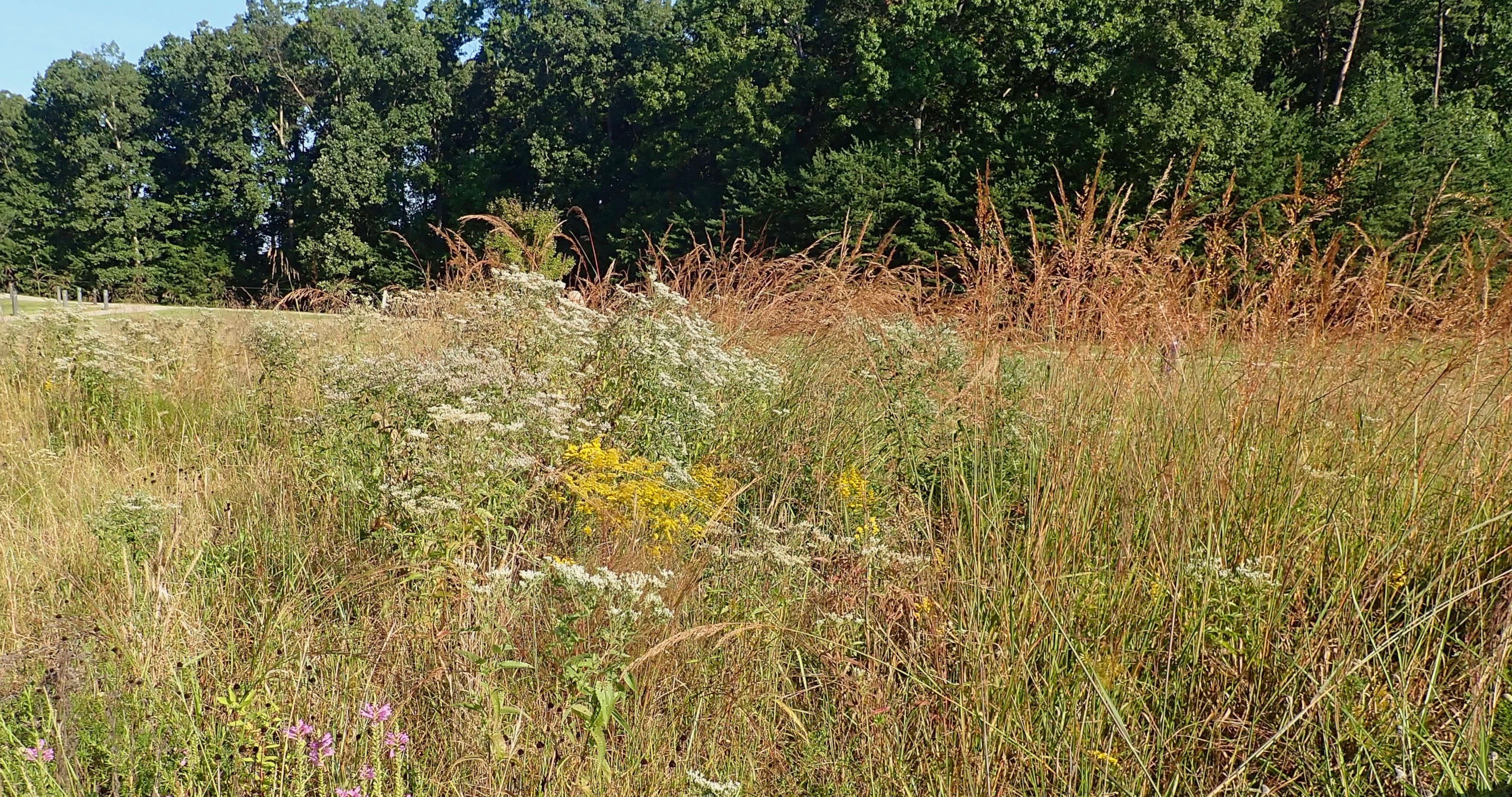 Greenbelt Meadows - NASA